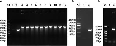 Contribution of GalU to biofilm formation, motility, antibiotic and serum resistance, and pathogenicity of Salmonella Typhimurium